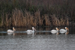 Birds-in-Natomas-PS-6-21