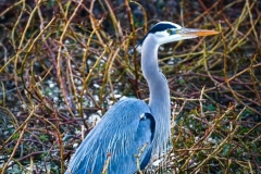 Blue-Heron-Natomas