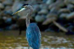 Blue-Heron-Sac-River-7.18.21