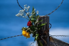 Bodega-Bay-fence-post-Phil-Serna-2021