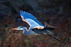 Flying-crane-in-Natomas