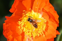 Phil-Serna-CA-State-Capitol-Park-bee-on-flower-2021