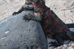 Phil_Serna_Photography_Galapagos2023-10