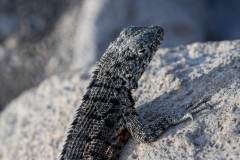 Phil_Serna_Photography_Galapagos2023-12