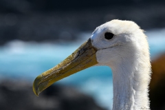 Phil_Serna_Photography_Galapagos2023-13