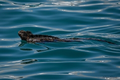 Phil_Serna_Photography_Galapagos2023-15