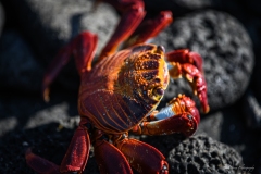 Phil_Serna_Photography_Galapagos2023-16