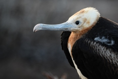 Phil_Serna_Photography_Galapagos2023-18