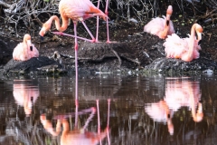 Phil_Serna_Photography_Galapagos2023-20