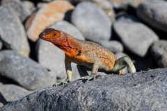 Phil_Serna_Photography_Galapagos2023-21