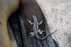 Phil_Serna_Photography_Galapagos2023-22