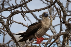 Phil_Serna_Photography_Galapagos2023-23