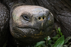 Phil_Serna_Photography_Galapagos2023-24