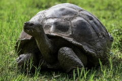 Phil_Serna_Photography_Galapagos2023-25