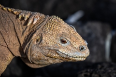 Phil_Serna_Photography_Galapagos2023-26