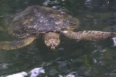 Phil_Serna_Photography_Galapagos2023-27