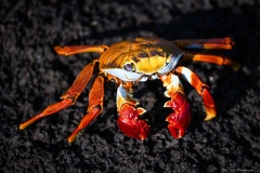 Phil_Serna_Photography_Galapagos2023-28