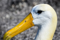 Phil_Serna_Photography_Galapagos2023-30