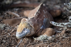 Phil_Serna_Photography_Galapagos2023-31