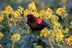 Red-winged-blackbird-2021