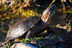 Turtle-Natomas