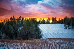 Winter-Vineyard-2-of-2-1