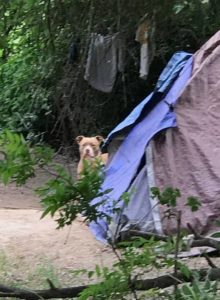 Off leash dog in ARP