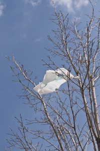 plastic bag in tree