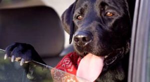 Dog in hot car